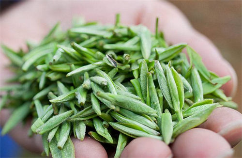 探秘贵州产绿茶，为什么越来越受欢迎？